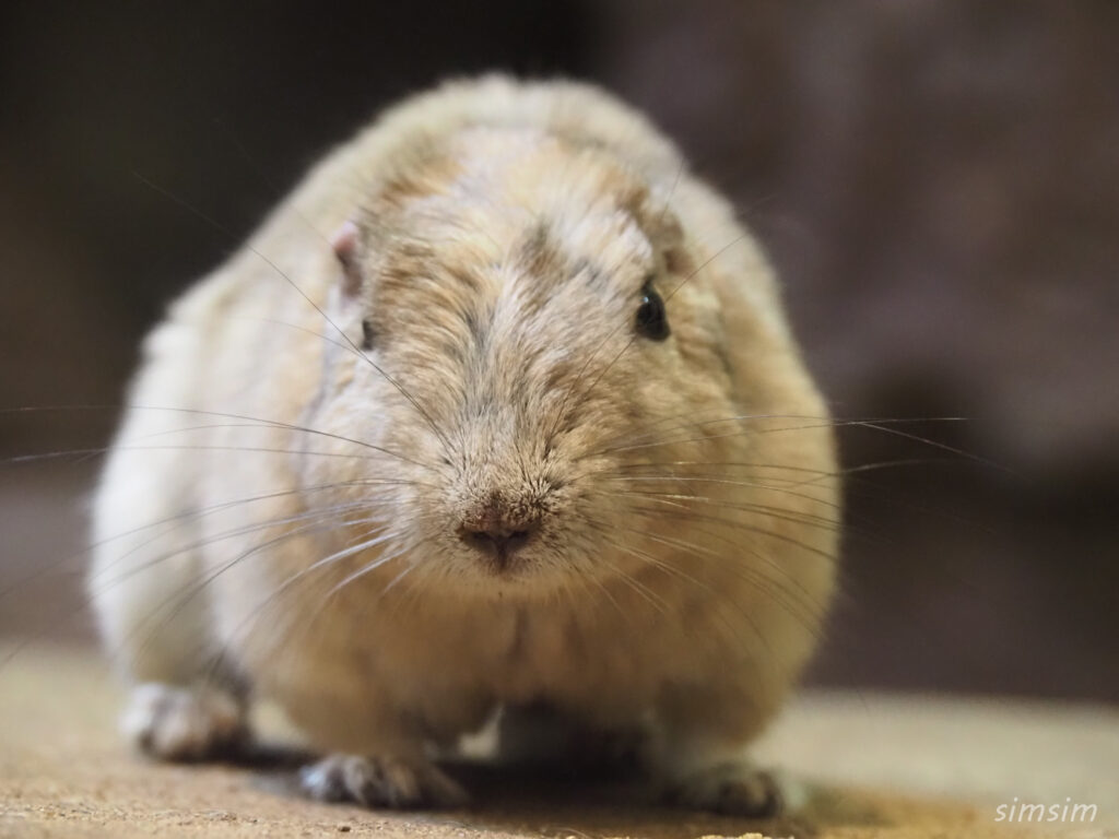 埼玉県こども動物自然公園　グンディ