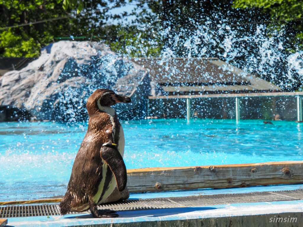埼玉県こども動物自然公園　ペンギンヒルズ