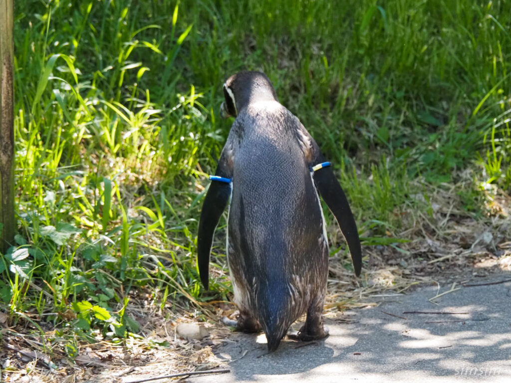 埼玉県こども動物自然公園　ペンギンヒルズ
