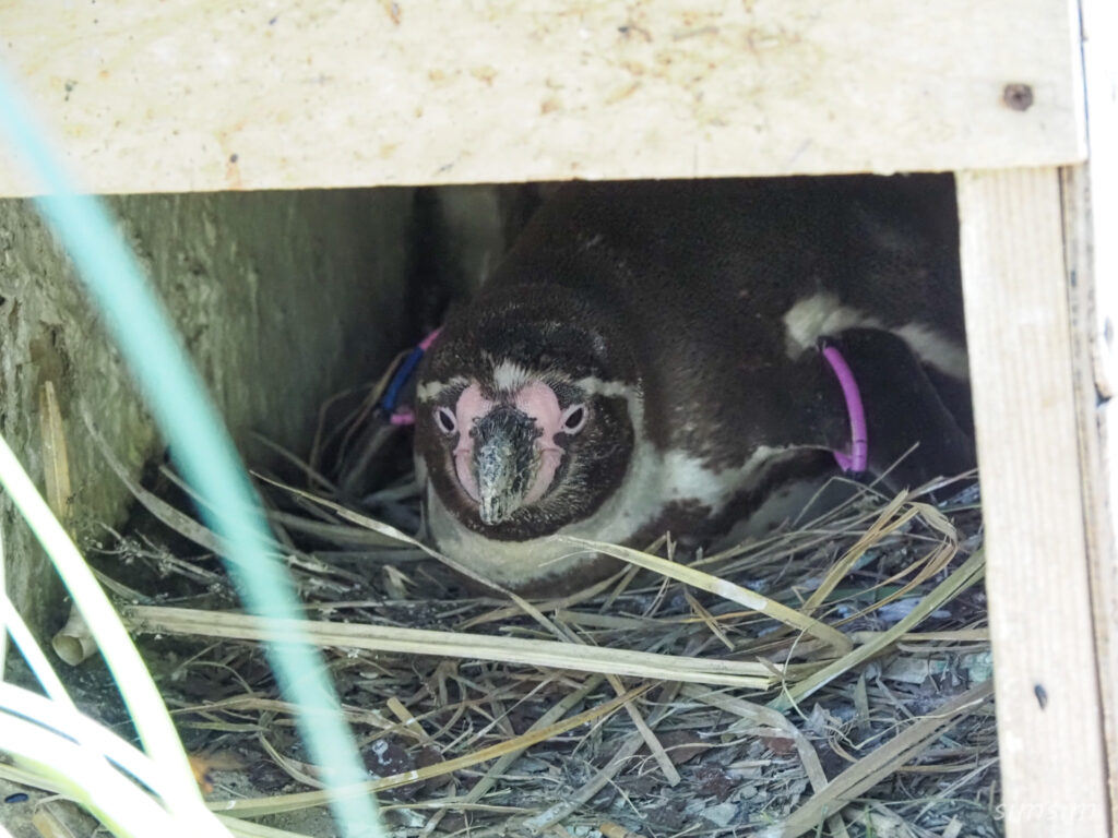 埼玉県こども動物自然公園　ペンギンヒルズ