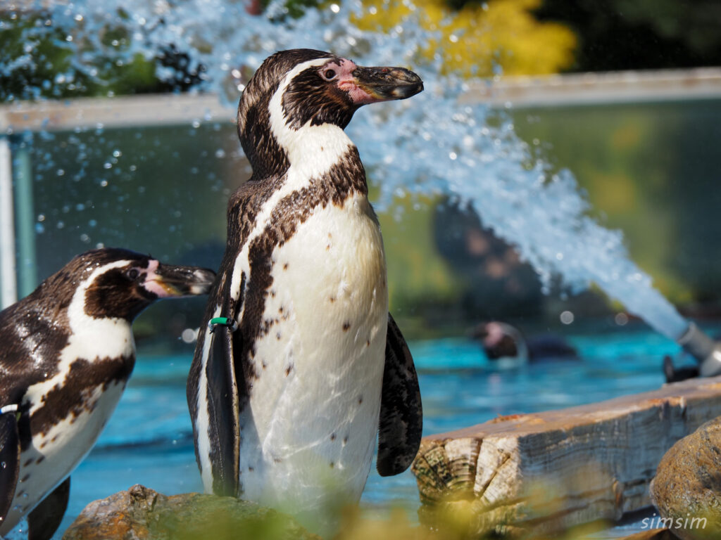 埼玉県こども動物自然公園　ペンギンヒルズ