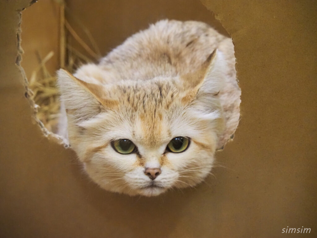 埼玉県こども動物自然公園　スナネコ