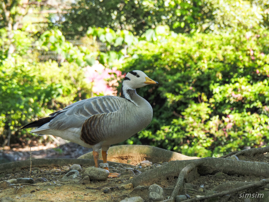 埼玉県こども動物自然公園　インドガン