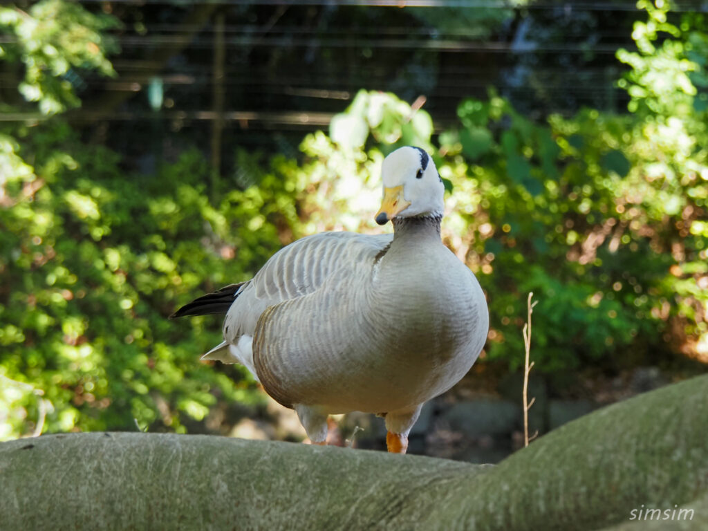 埼玉県こども動物自然公園　インドガン