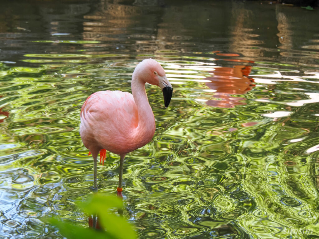 埼玉県こども動物自然公園　フラミンゴ