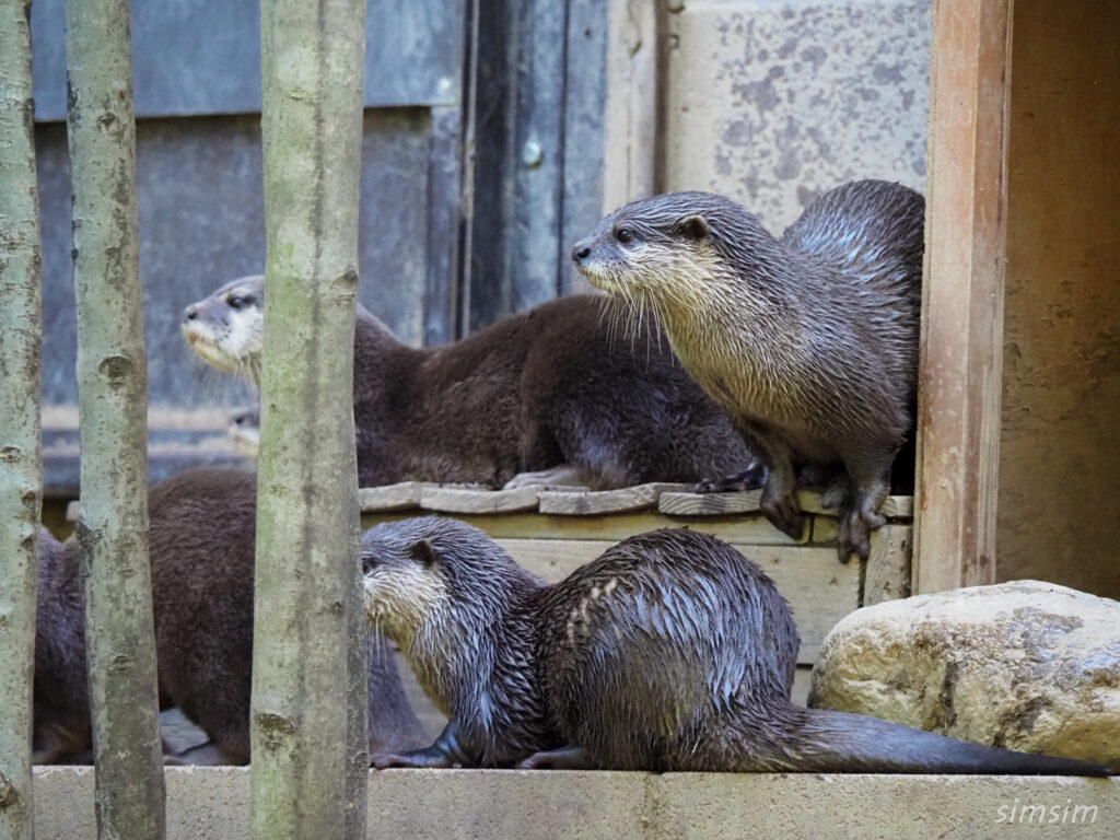埼玉県こども動物自然公園　コツメカワウソ