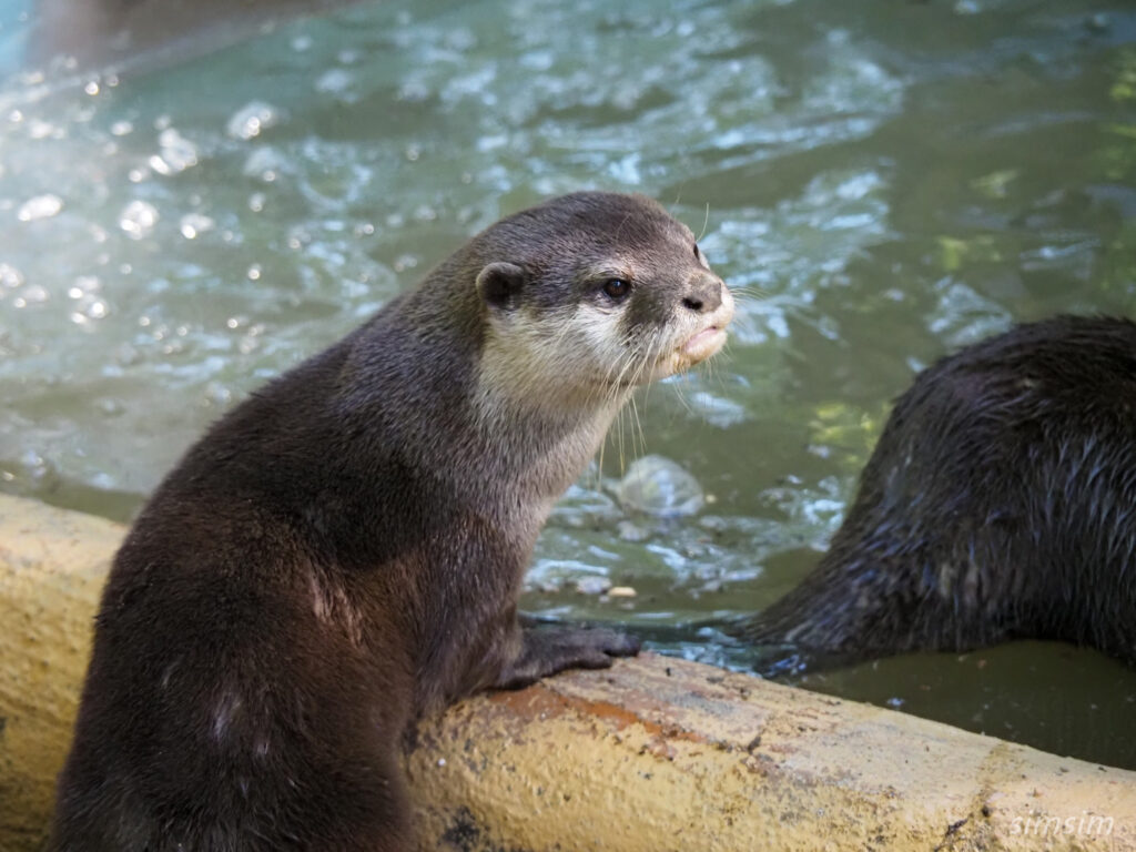 埼玉県こども動物自然公園　コツメカワウソ