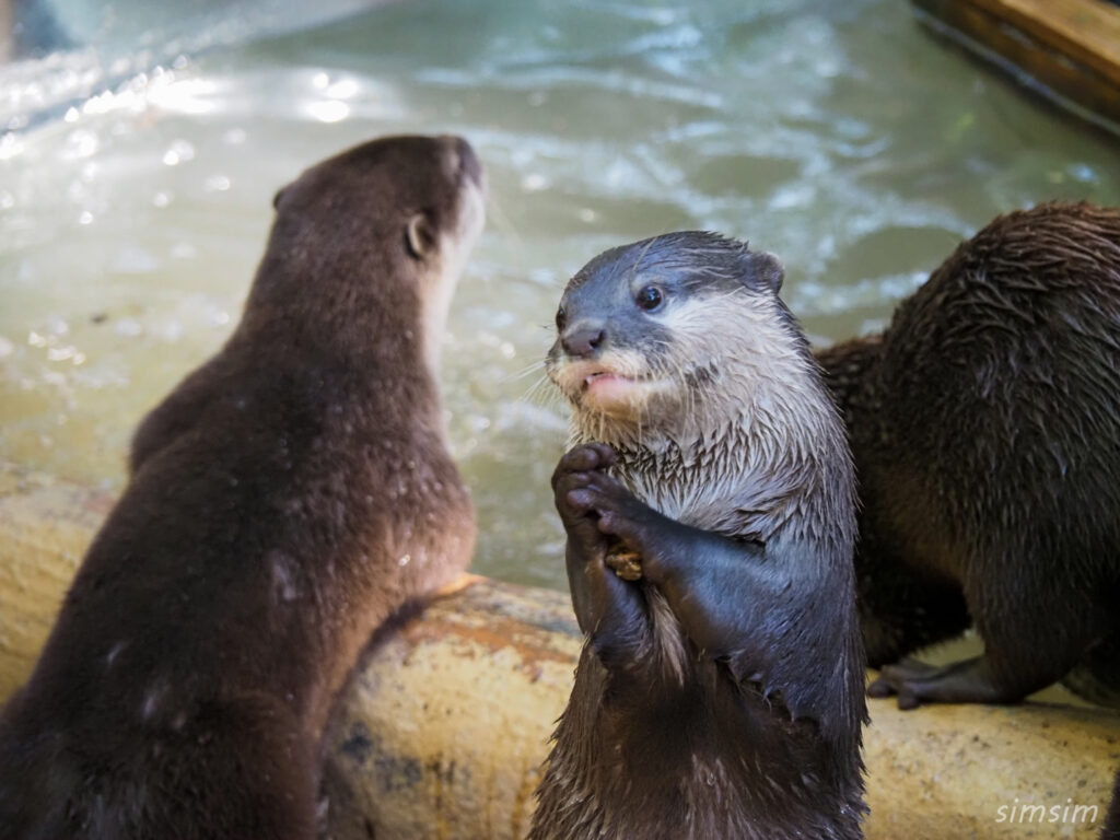 埼玉県こども動物自然公園　コツメカワウソ