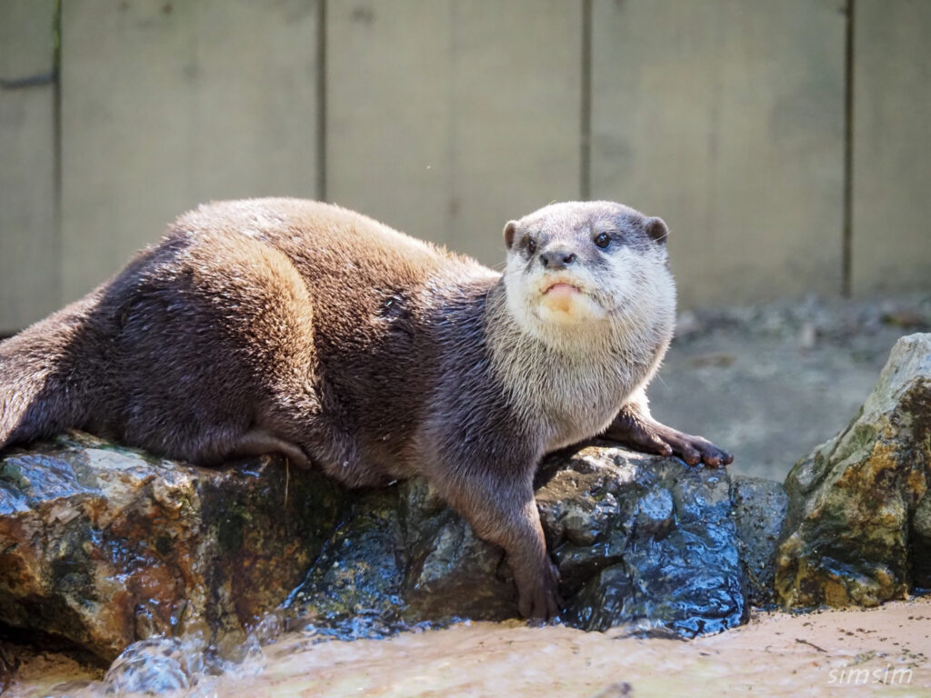 埼玉県こども動物自然公園　コツメカワウソ