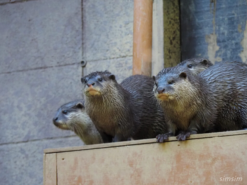 埼玉県こども動物自然公園　コツメカワウソ