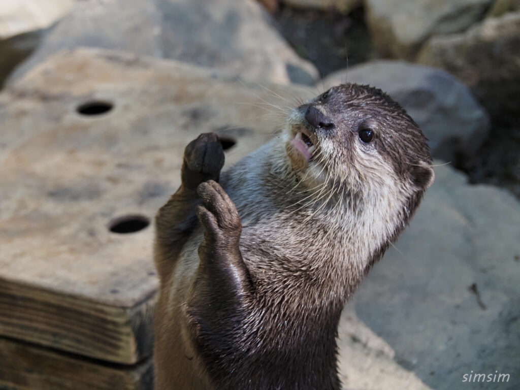 埼玉県こども動物自然公園　コツメカワウソ