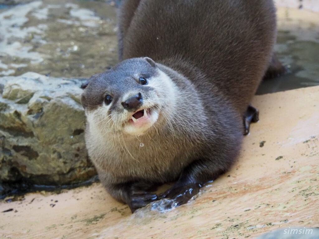 埼玉県こども動物自然公園　コツメカワウソ