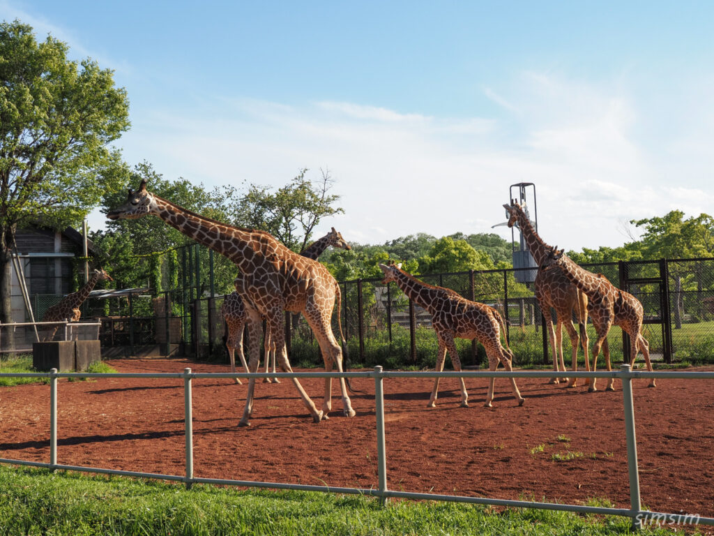 埼玉県こども動物自然公園　キリン