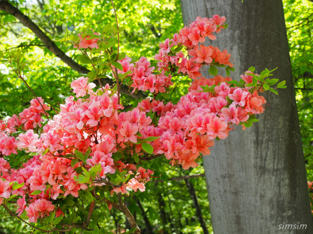 赤城山山麓　利平茶屋森林公園