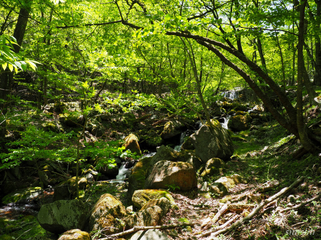赤城山山麓　利平茶屋森林公園