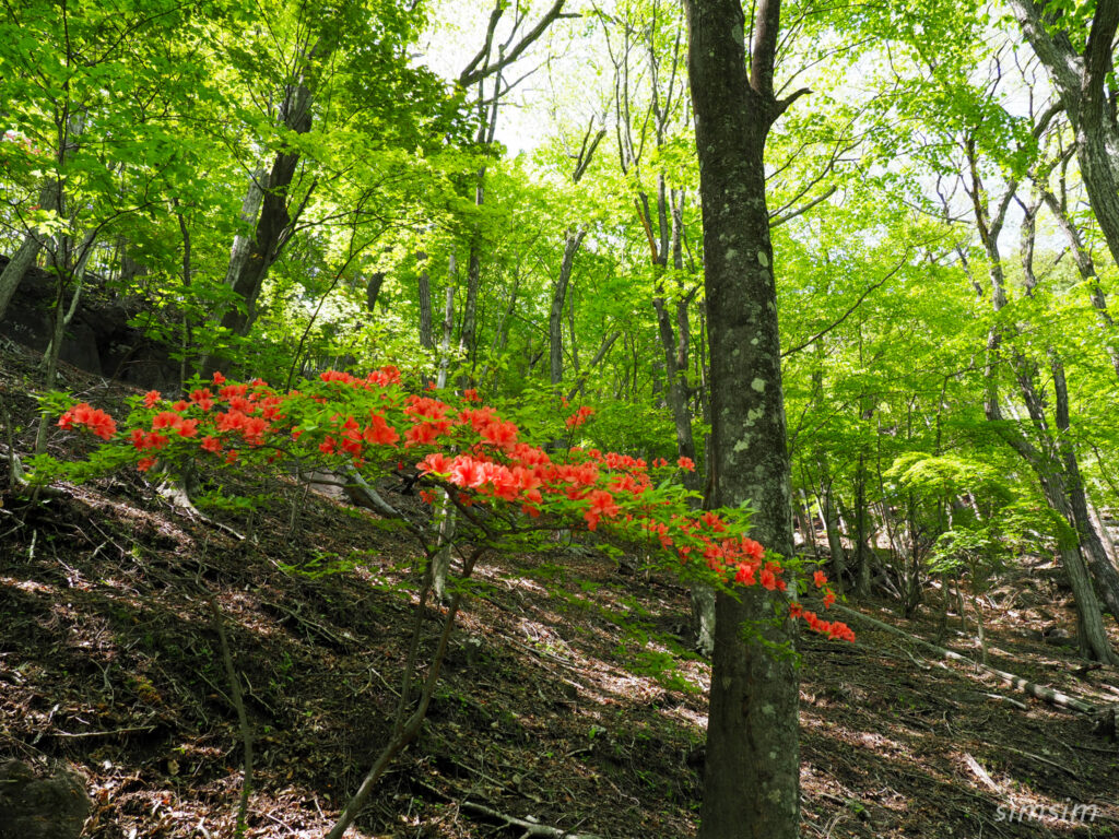 赤城山山麓　利平茶屋森林公園