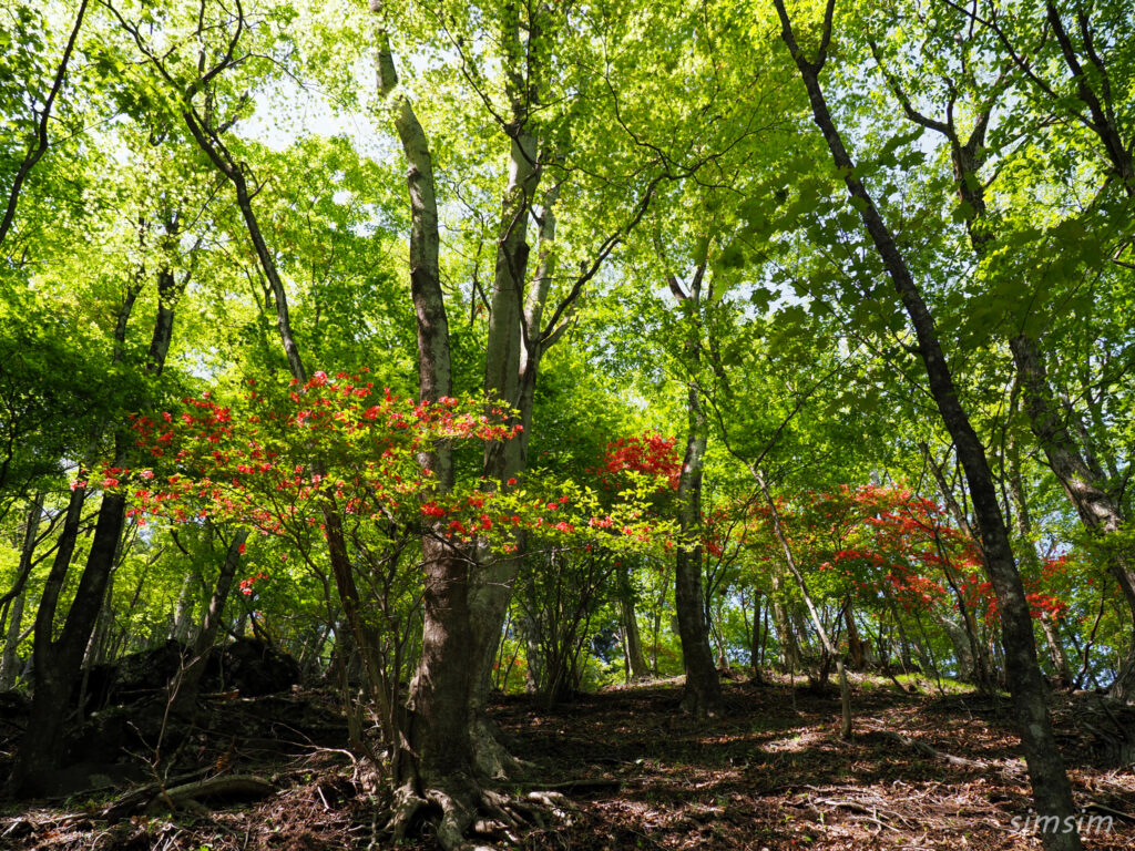 赤城山山麓　利平茶屋森林公園