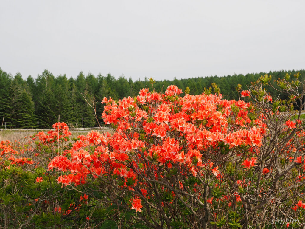 霧ヶ峰高原　レンゲツツジ