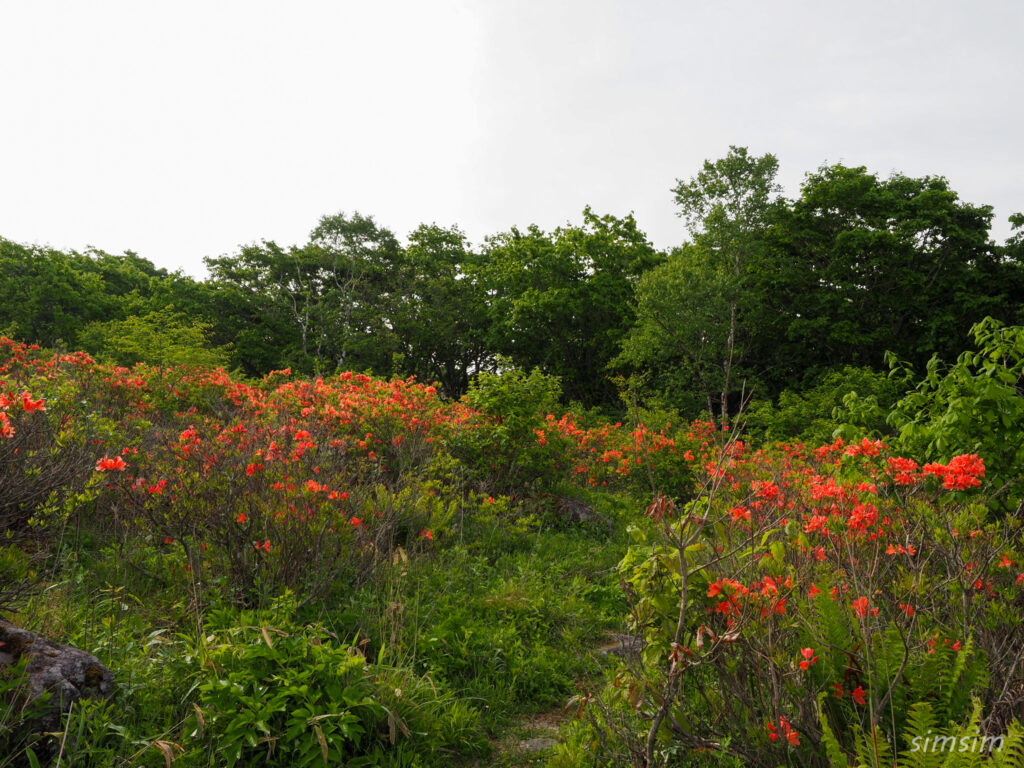 霧ヶ峰高原　レンゲツツジ