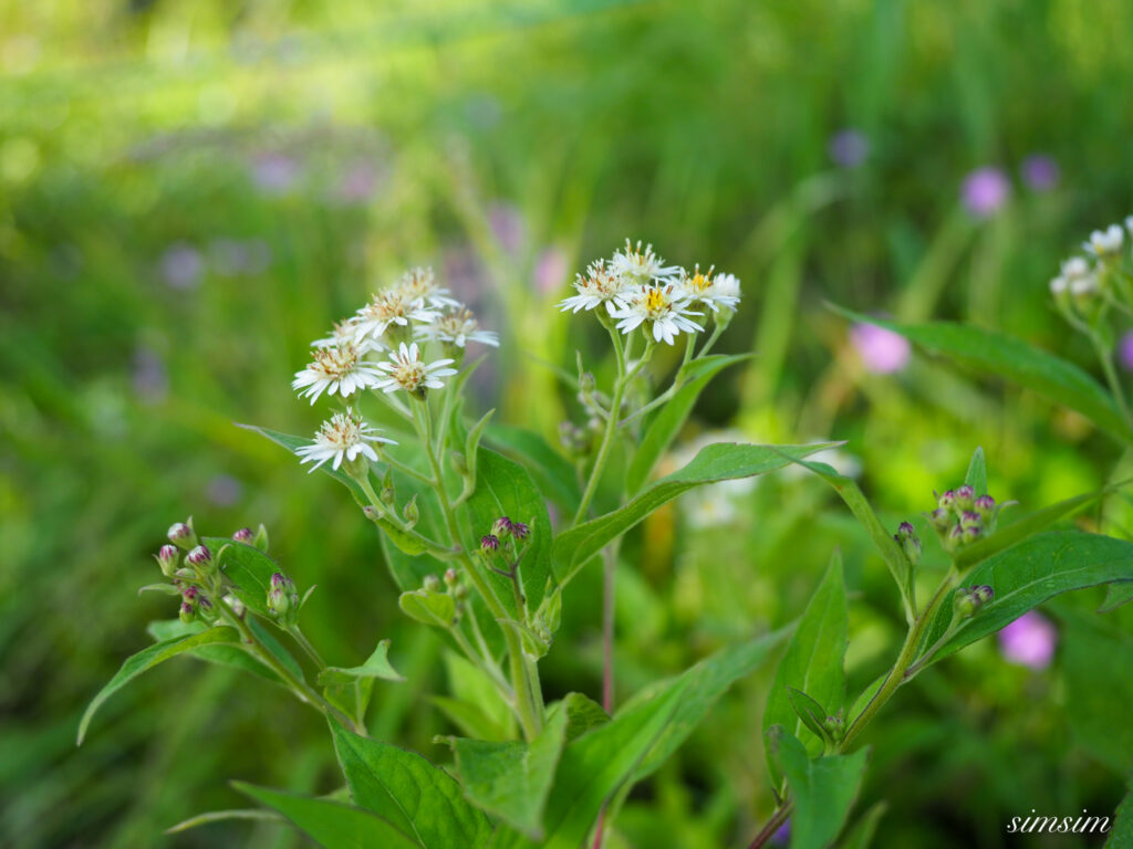麦草峠 夏の花