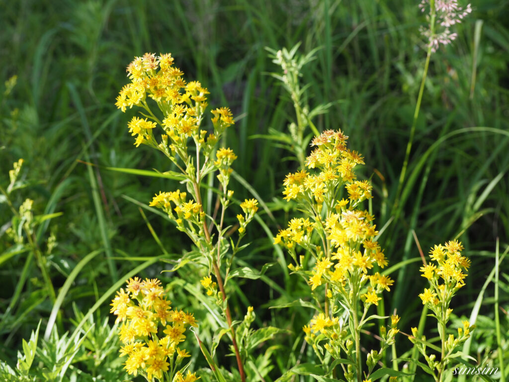 麦草峠 夏の花