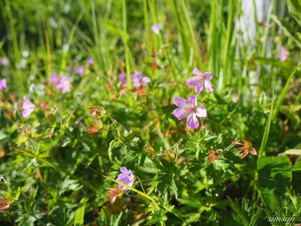麦草峠 夏の花