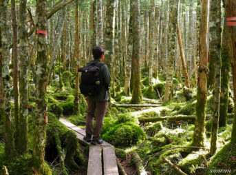 麦草峠　茶水の森