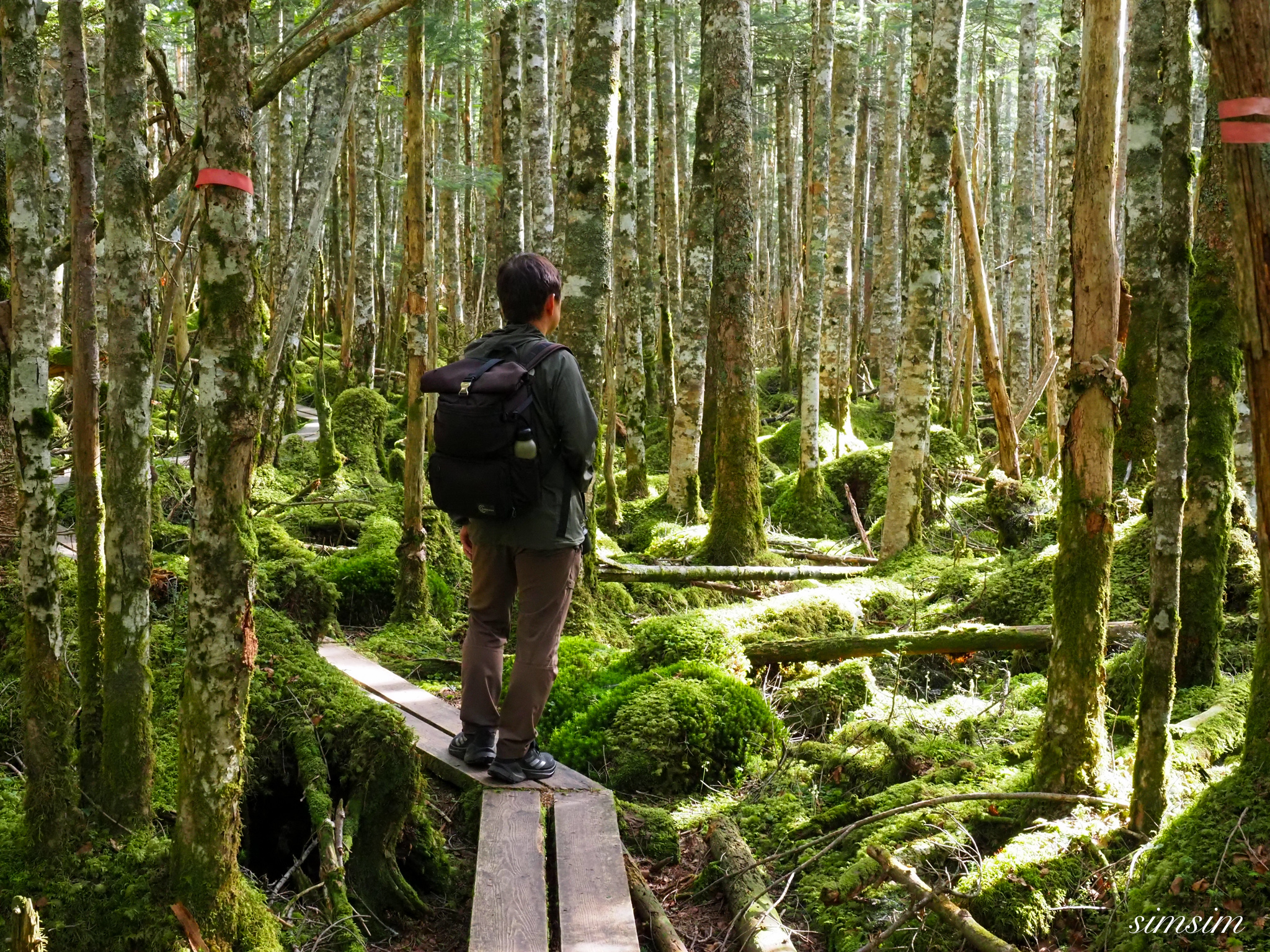 麦草峠　茶水の森