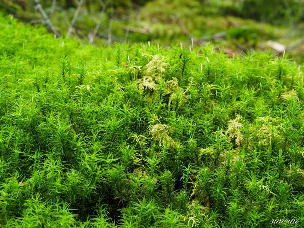 白駒池 苔とイチヤクソウ
