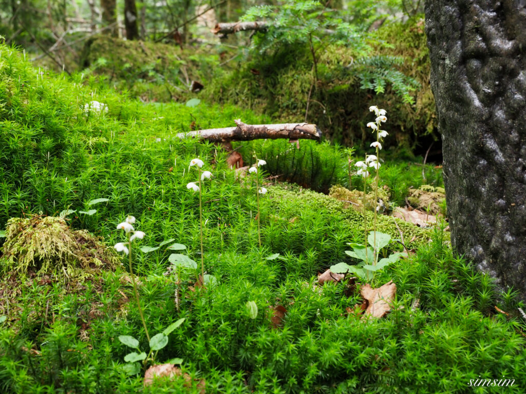 白駒池 苔とイチヤクソウ